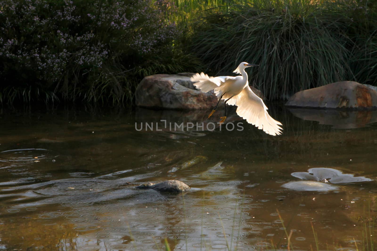 Beautiful Snowy Egret Flying Out of Water
