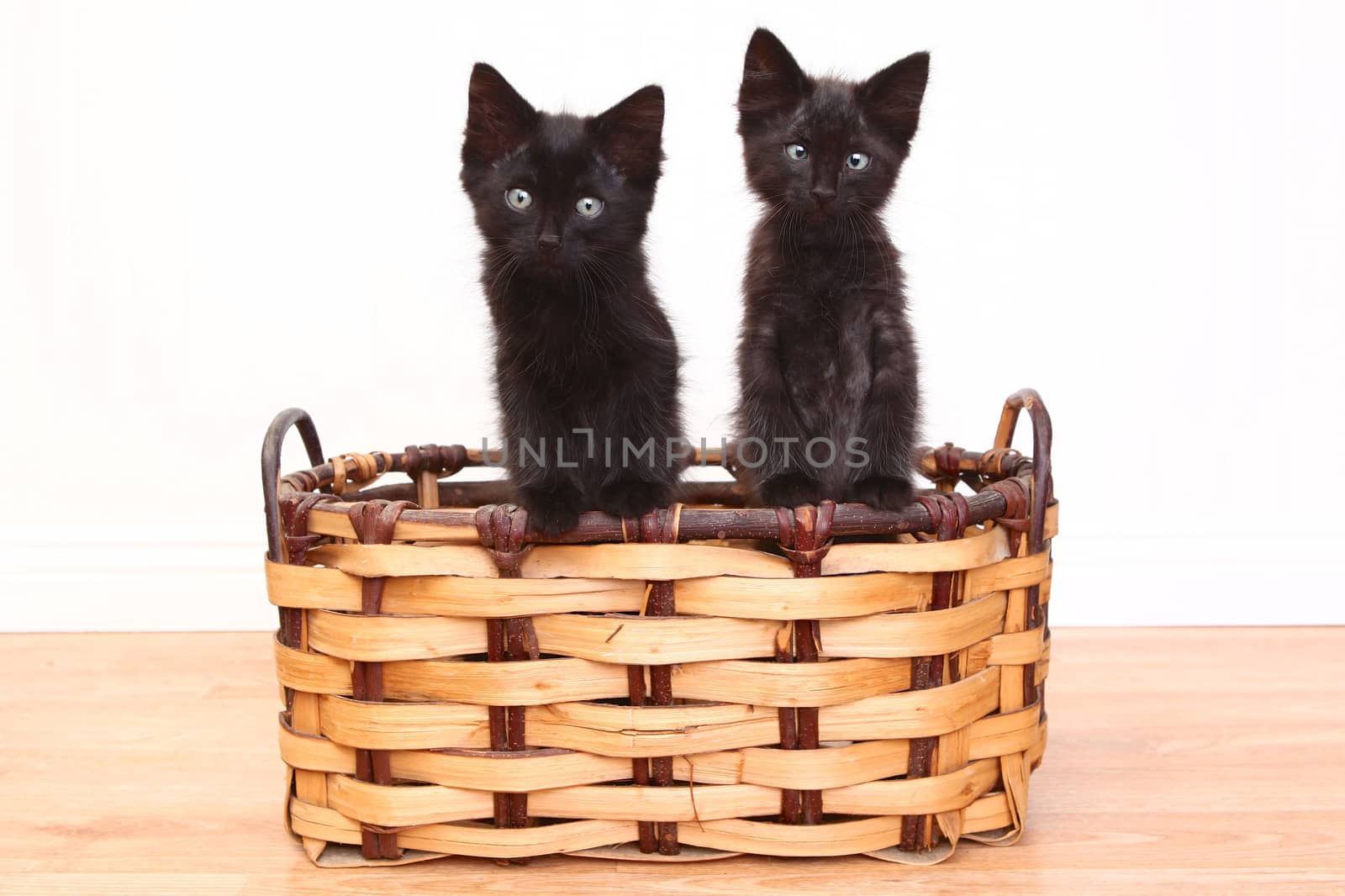Curious Kittens Inside a Basket on White by tobkatrina
