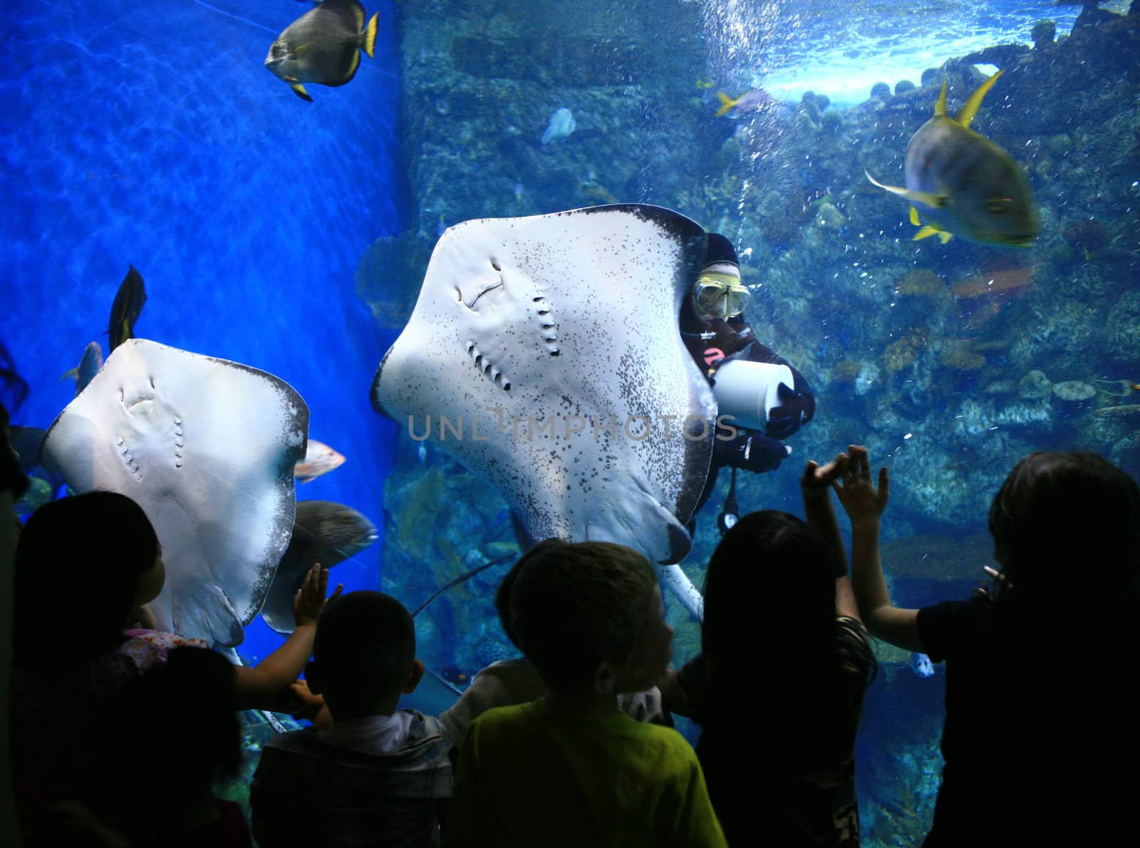 Rays in a Giant Aquarium With Children Watching by tobkatrina