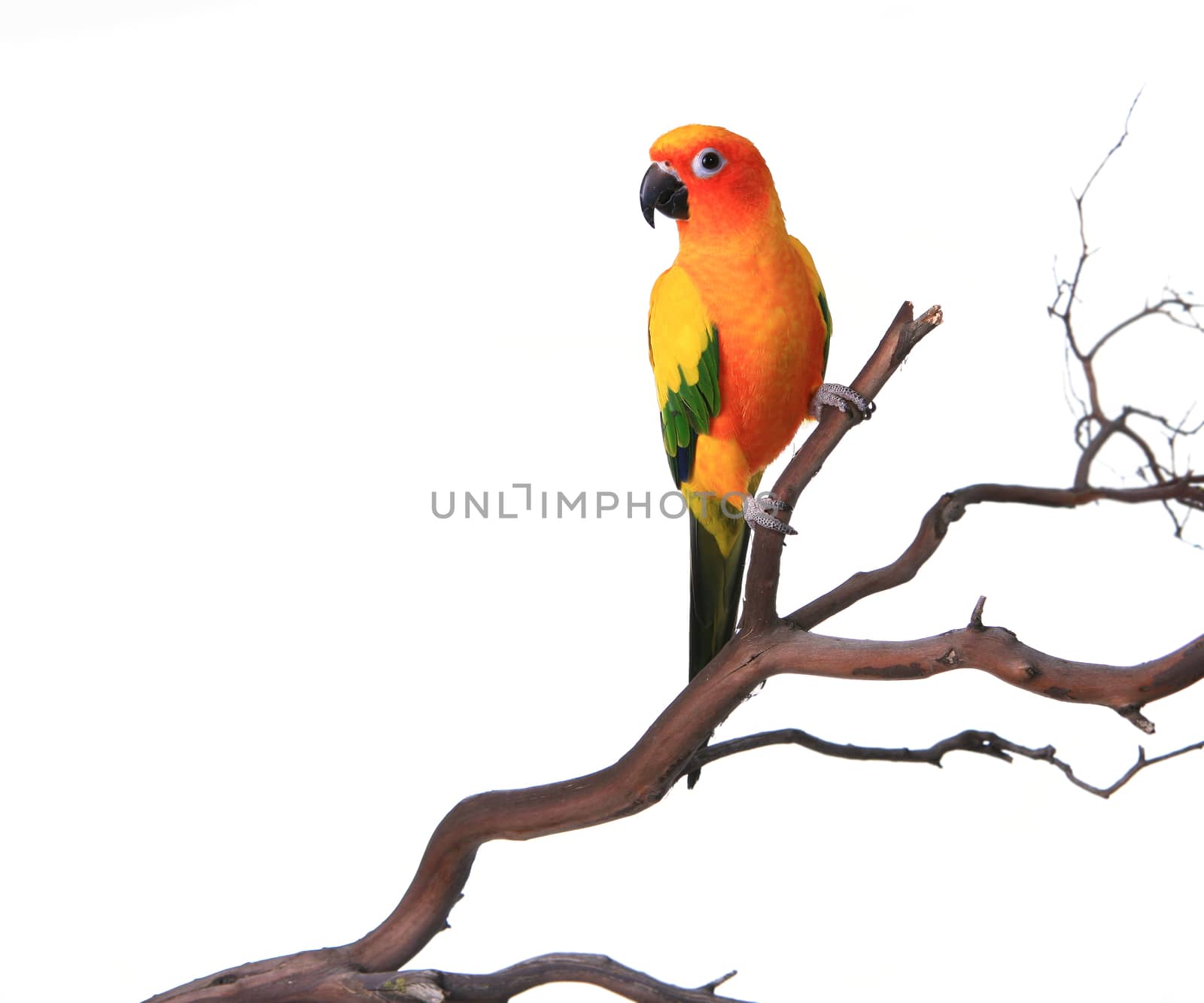 Bold Colored Sun Conure Parrot on a Tree Branch