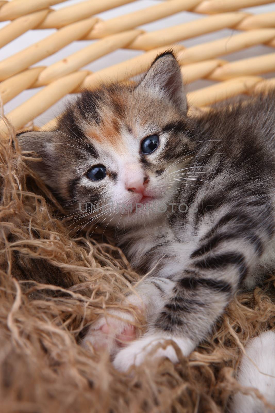 Newborn Kitten in a Basket by tobkatrina