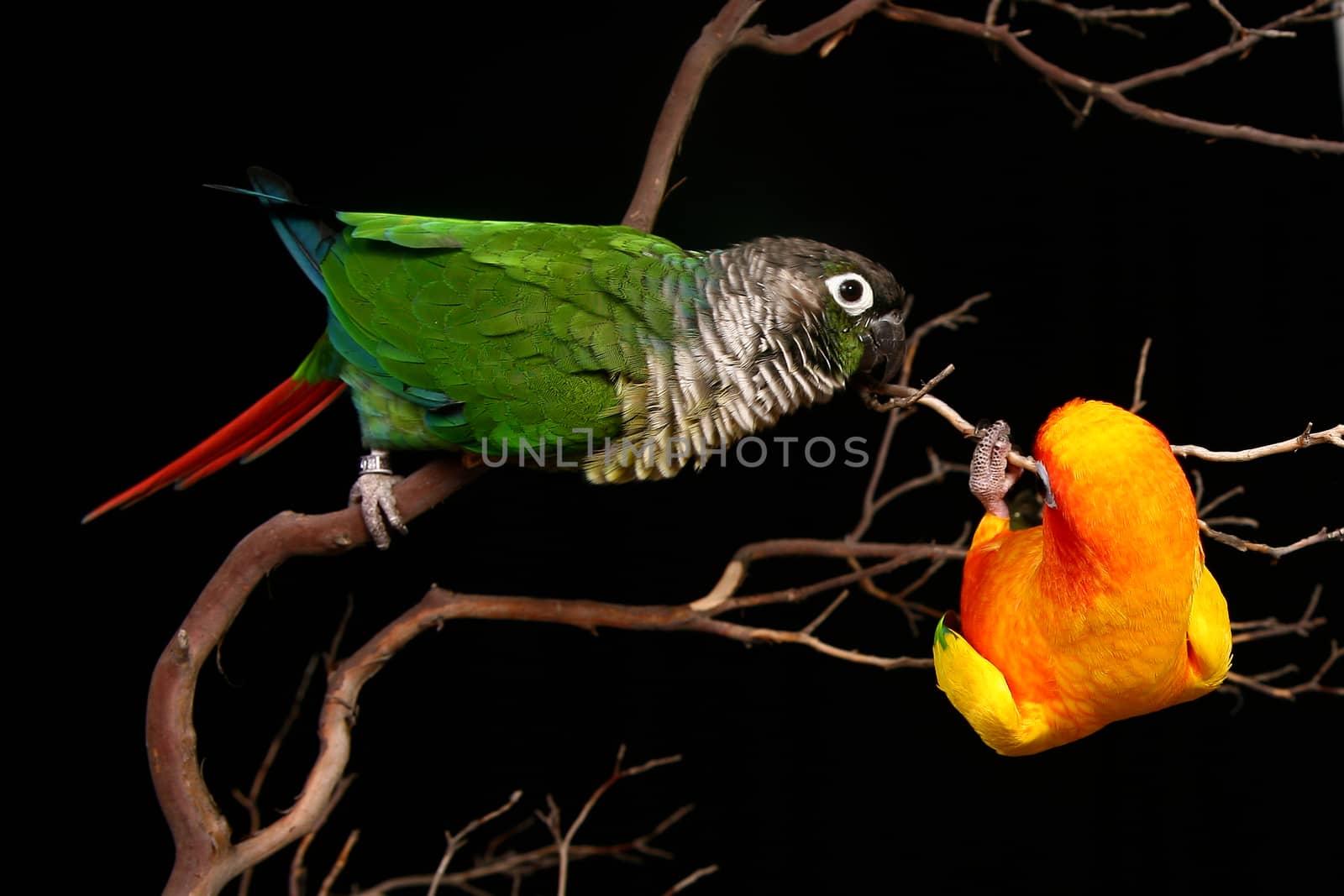 2 Conures Playing on a Branch