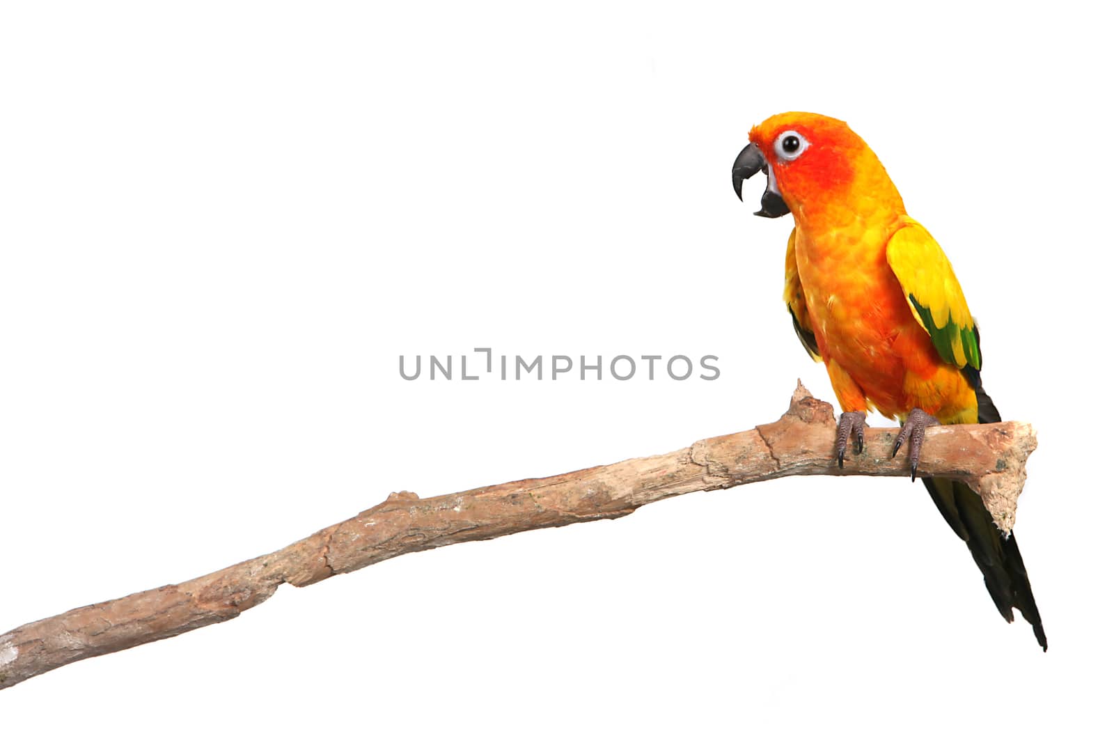 Sun Conure Parrot Screaming on a Branch With Copy Space on White Background For Easy Extraction