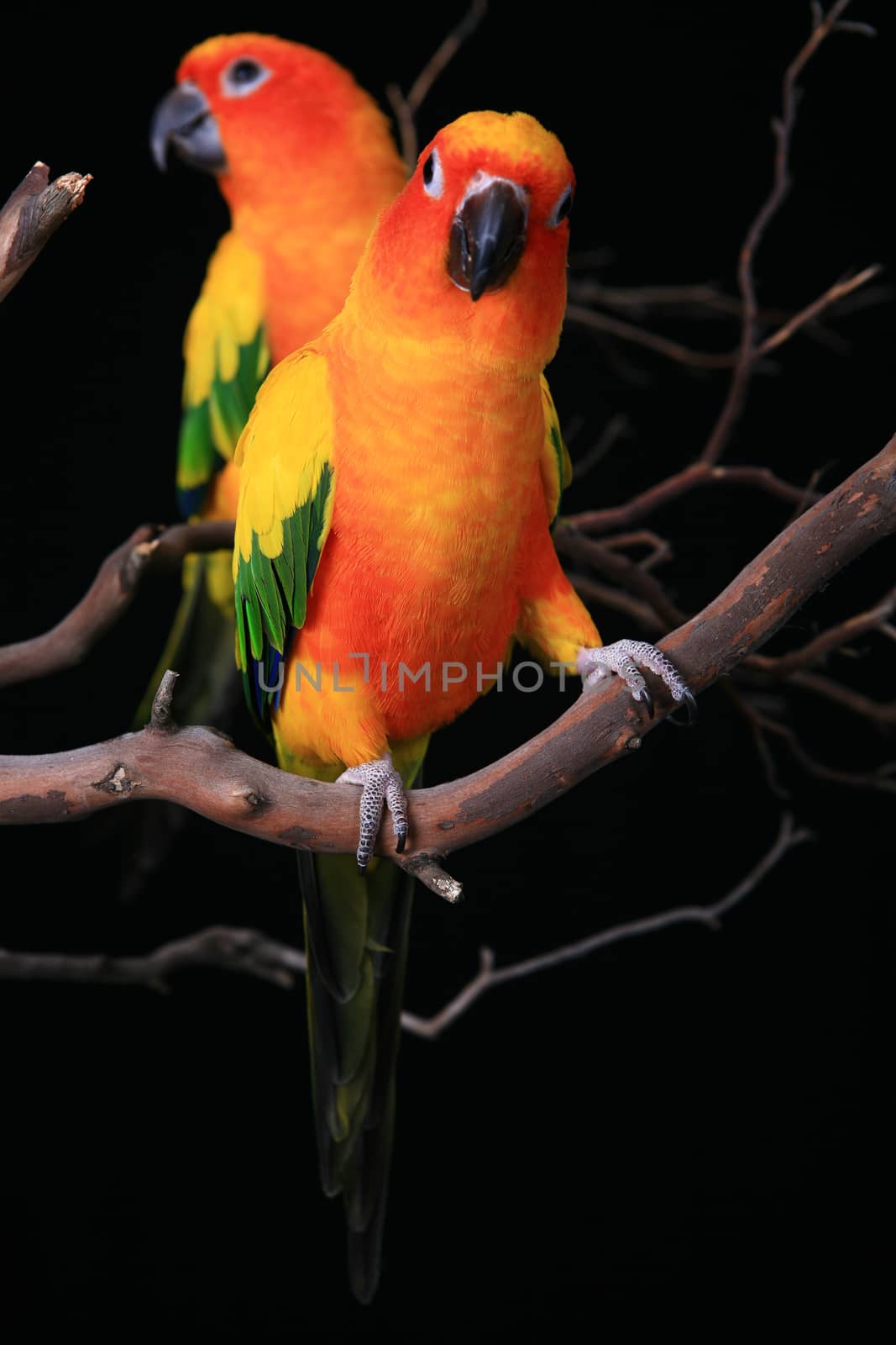 Two Perched Sun Conure Parrots With One Looking at The Viewer