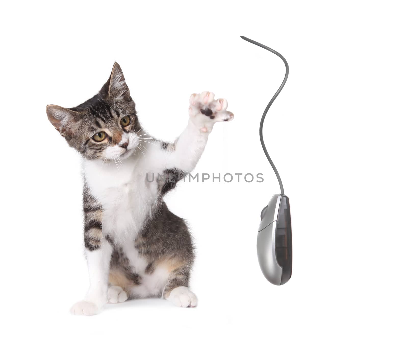 Kitten Swatting a Computer Mouse by tobkatrina