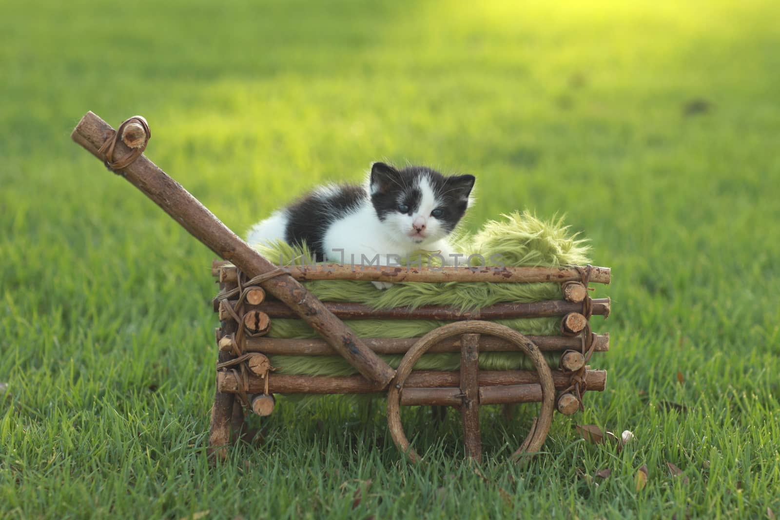 Black and White Kitten in Basket Outdoors by tobkatrina