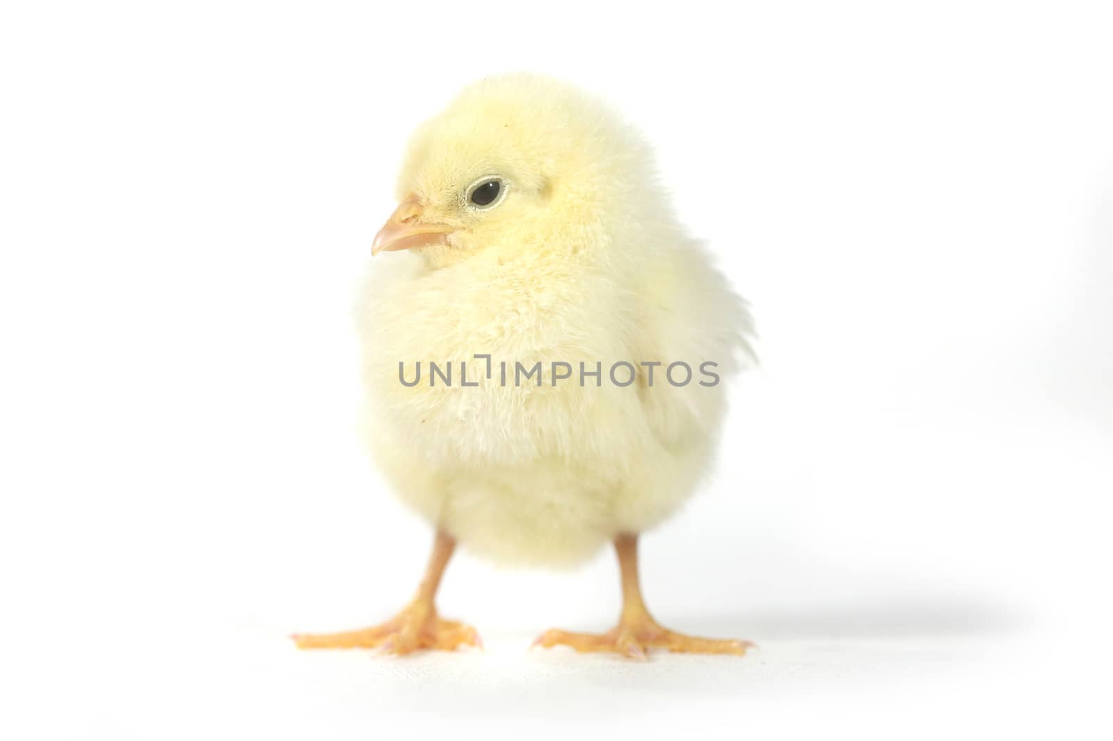 Adorable Baby Chick Chicken on White Background by tobkatrina