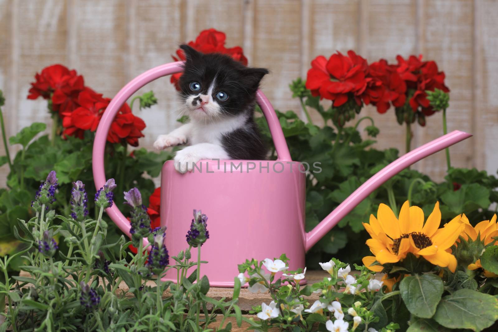 Cute 3 week old Baby Kitten in a Garden Setting by tobkatrina