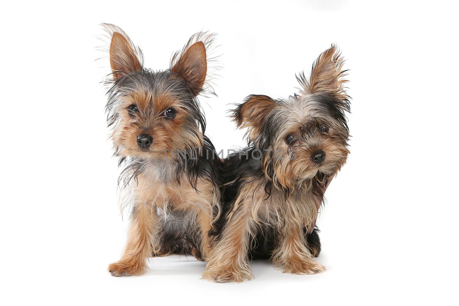 Yorkshire Terrier Puppies Sitting on White Background   by tobkatrina