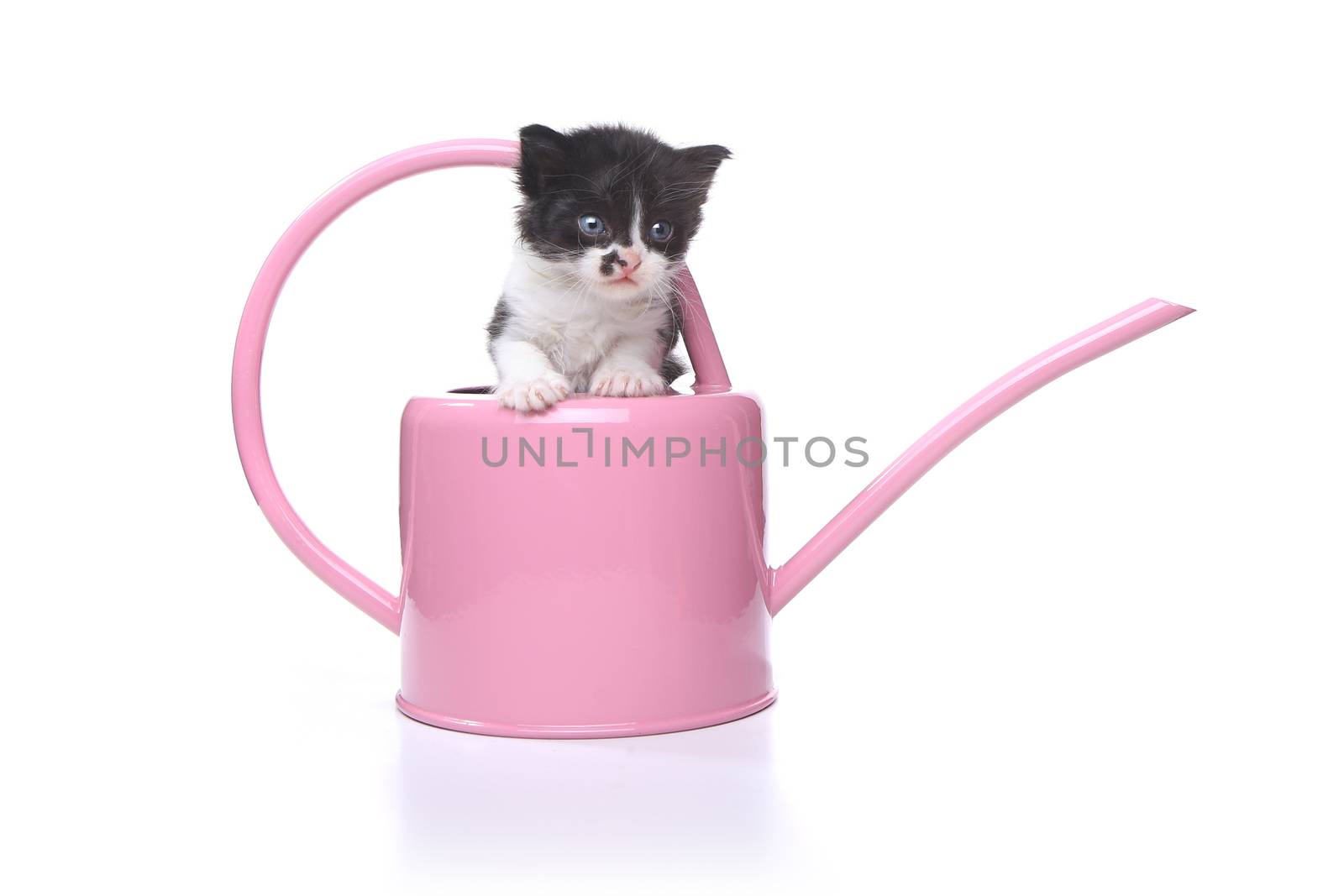 Adorable 3 week old Baby Kitten in a Garden Watering Can