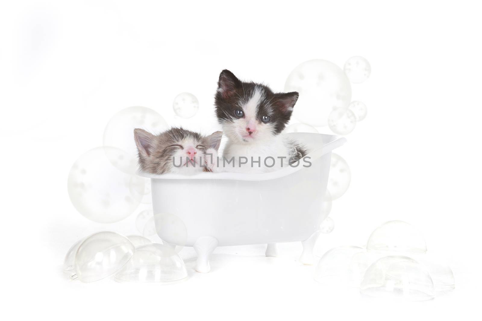 Cute Kitten Portrait in Studio Taking a Bath