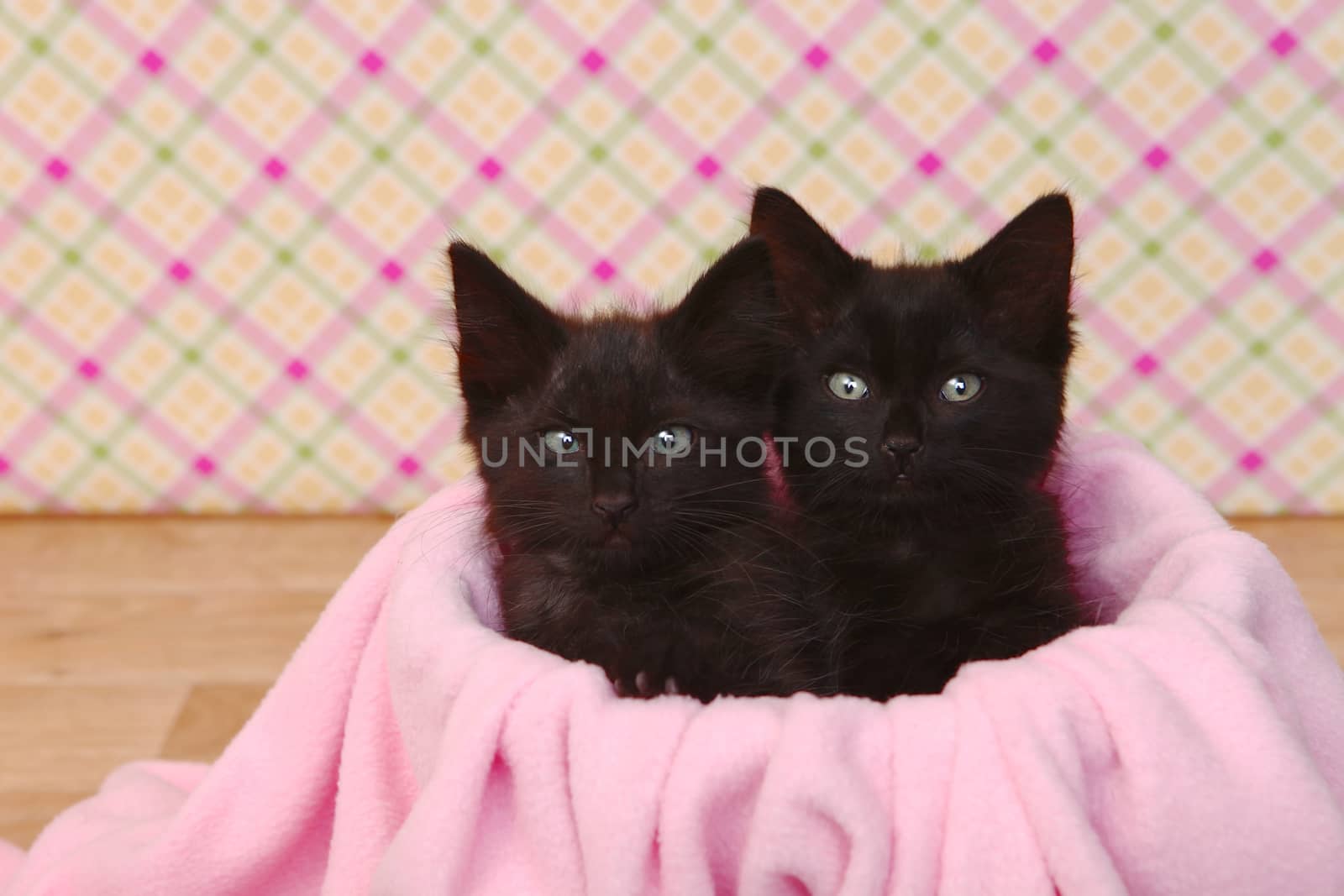 Cute Black Kittens on Pink Pretty Background by tobkatrina