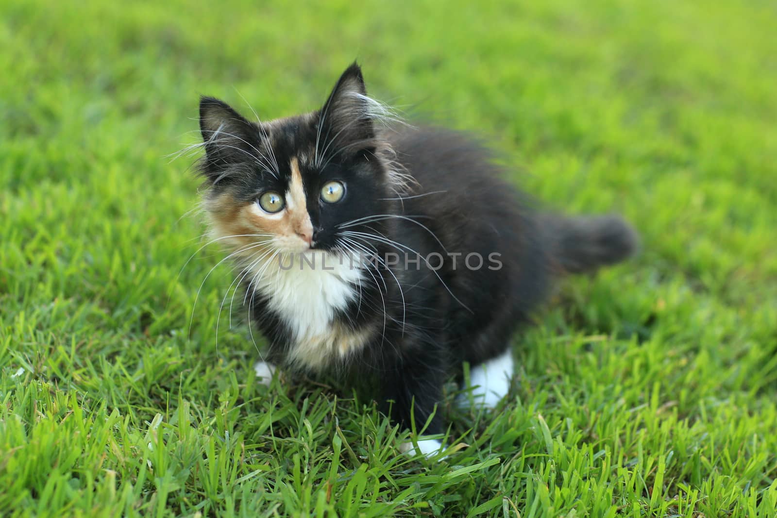 Adorable Long Haired Domestic Kitten With a Split Face by tobkatrina