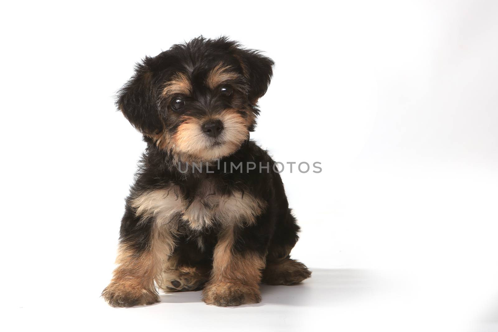 Miniature Teacup Yorkie Puppy on White Background