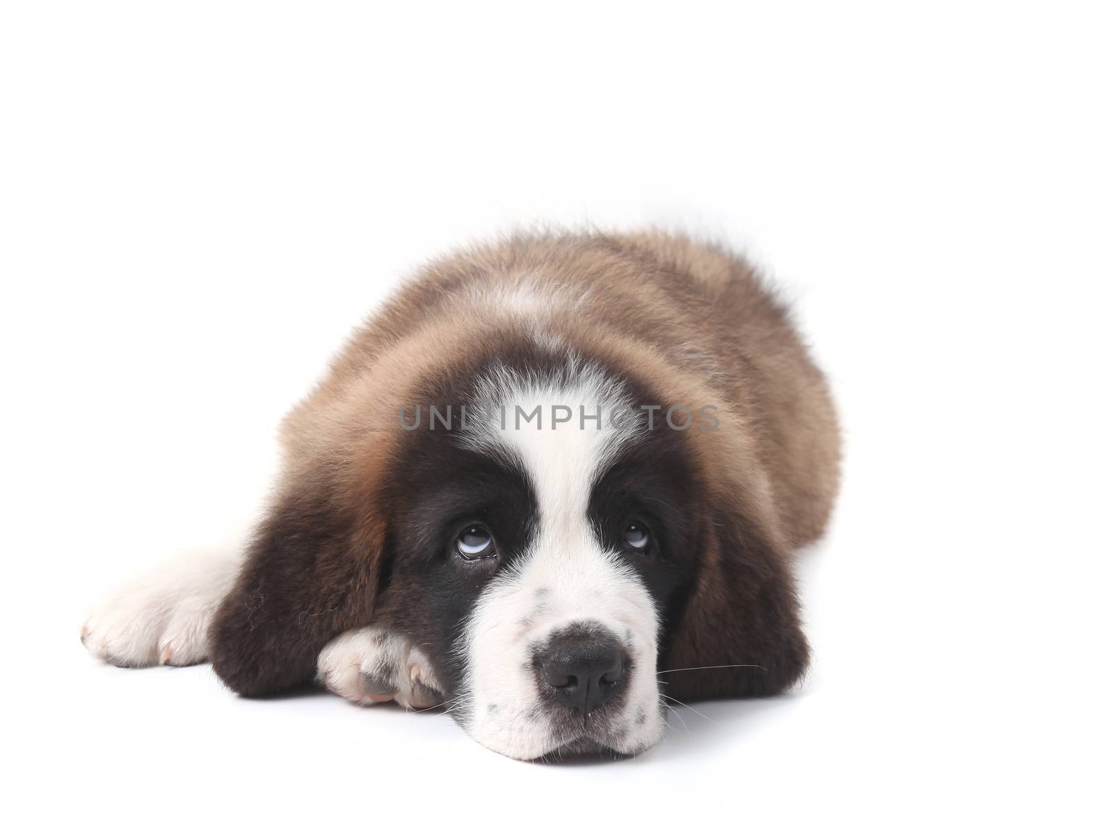 Adorable Young Saint Bernard Puppy on White Background