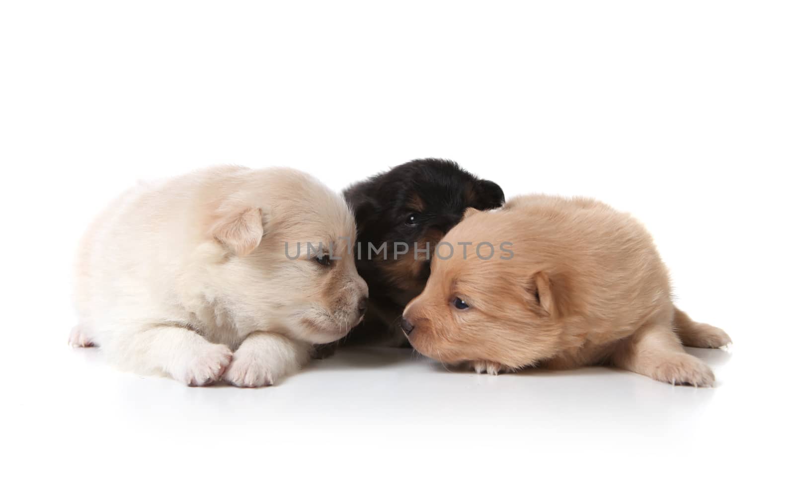 Tan Black and White Colored Pomeranian Newborn Puppies