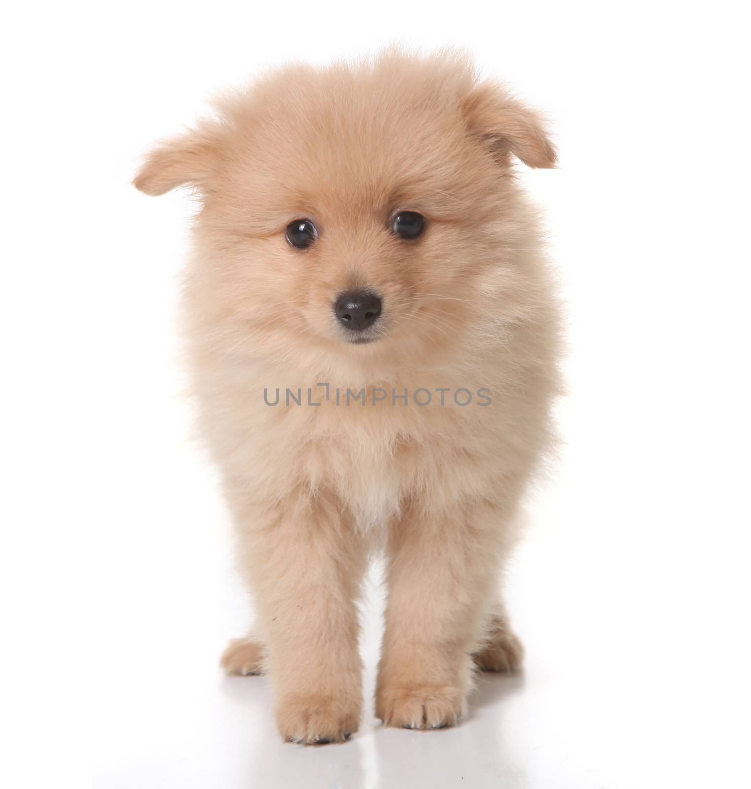 Sweet Tan Colored Pomeranian Puppy on White Background With Droopy Eyes