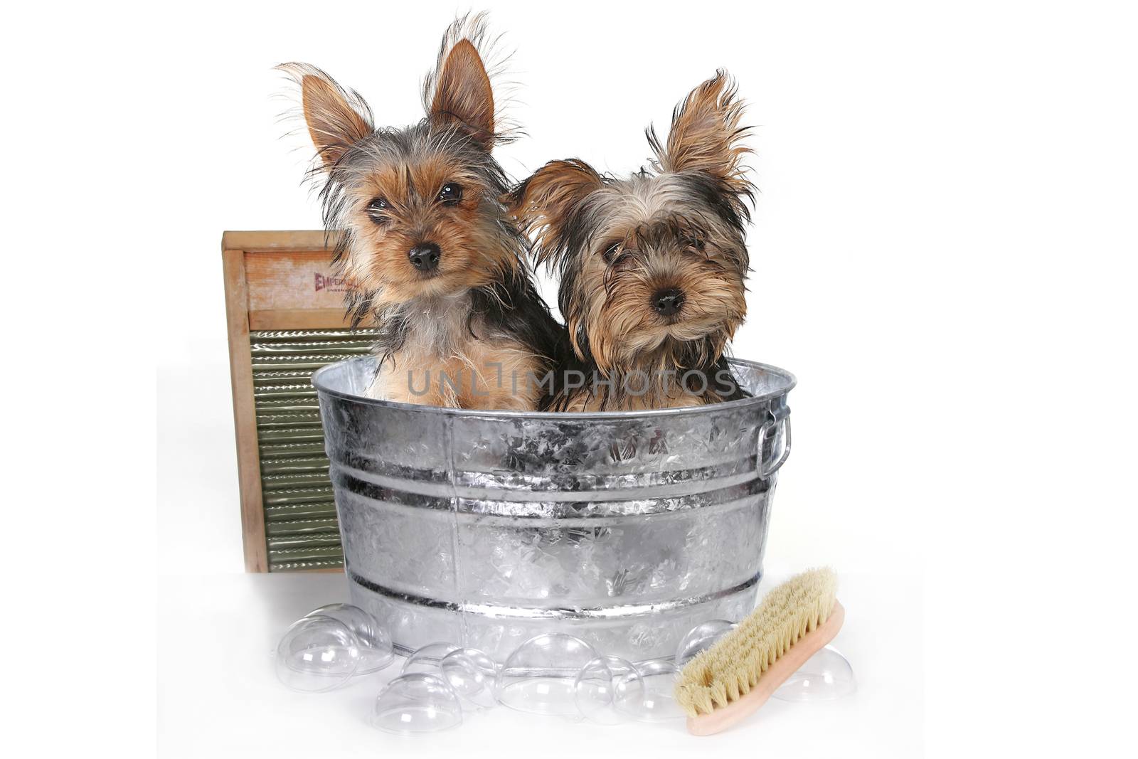 Teacup Yorkshire Terriers on White Bathing by tobkatrina