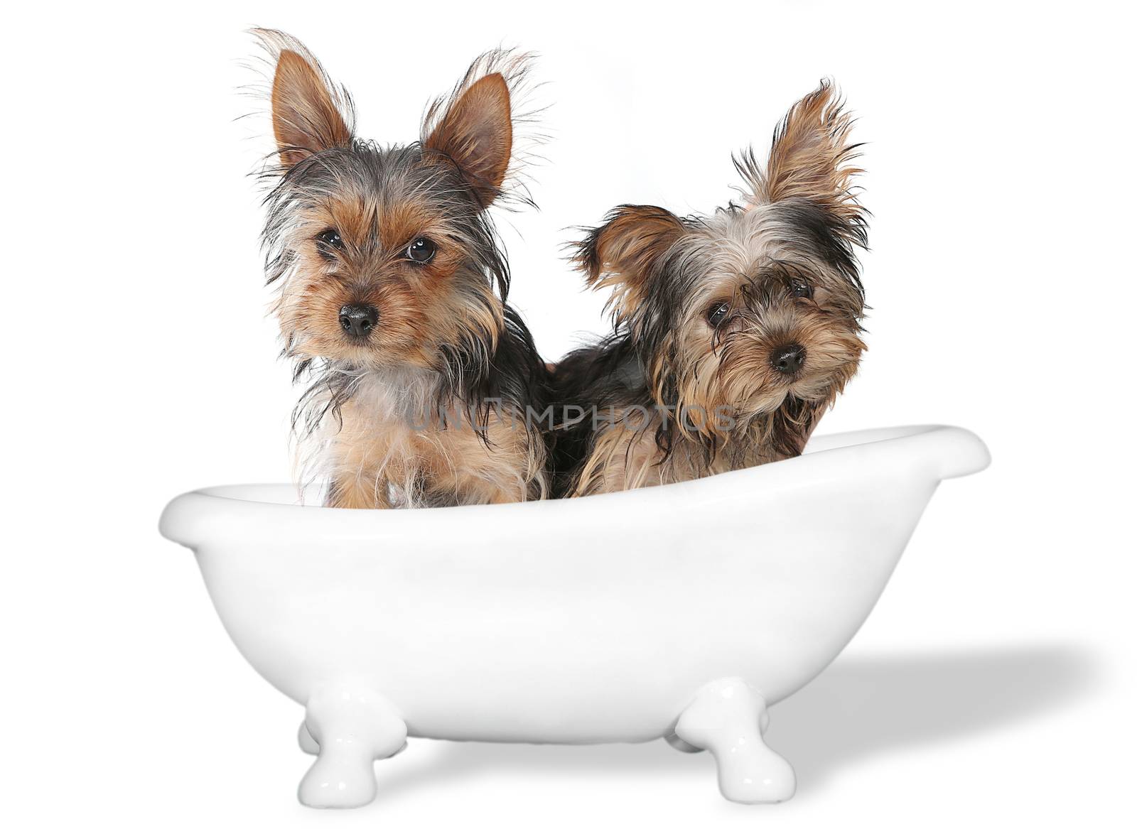 Tiny Teacup Yorkshire Terriers on White Bathing