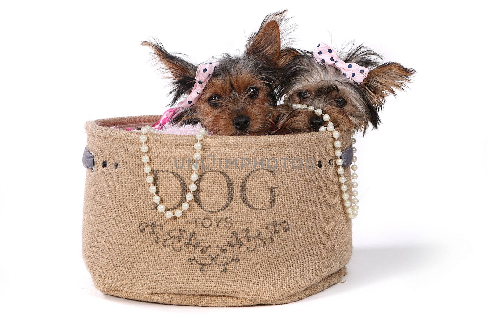 Yorkshire Terrier Puppies Dressed up in Pink by tobkatrina