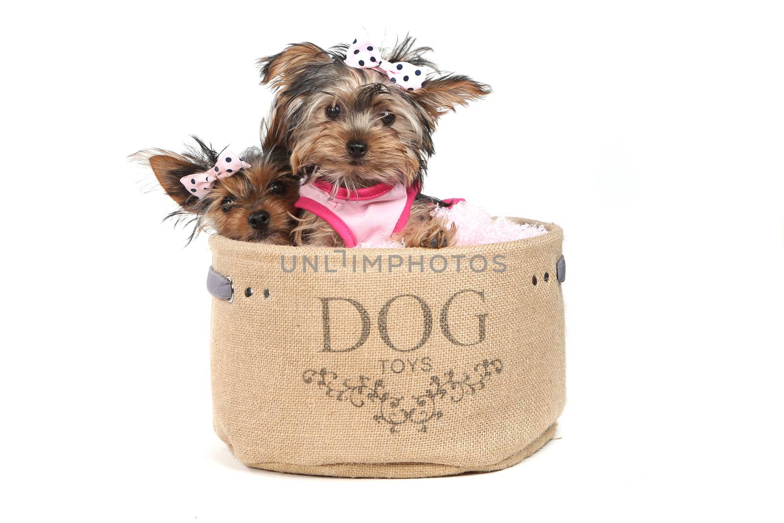 Cute Yorkshire Terrier Puppies Dressed up in Pink