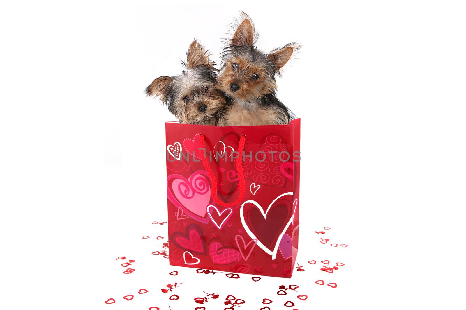 Adorable Yorkshire Terrier Puppies in a Valentine Themed Bag