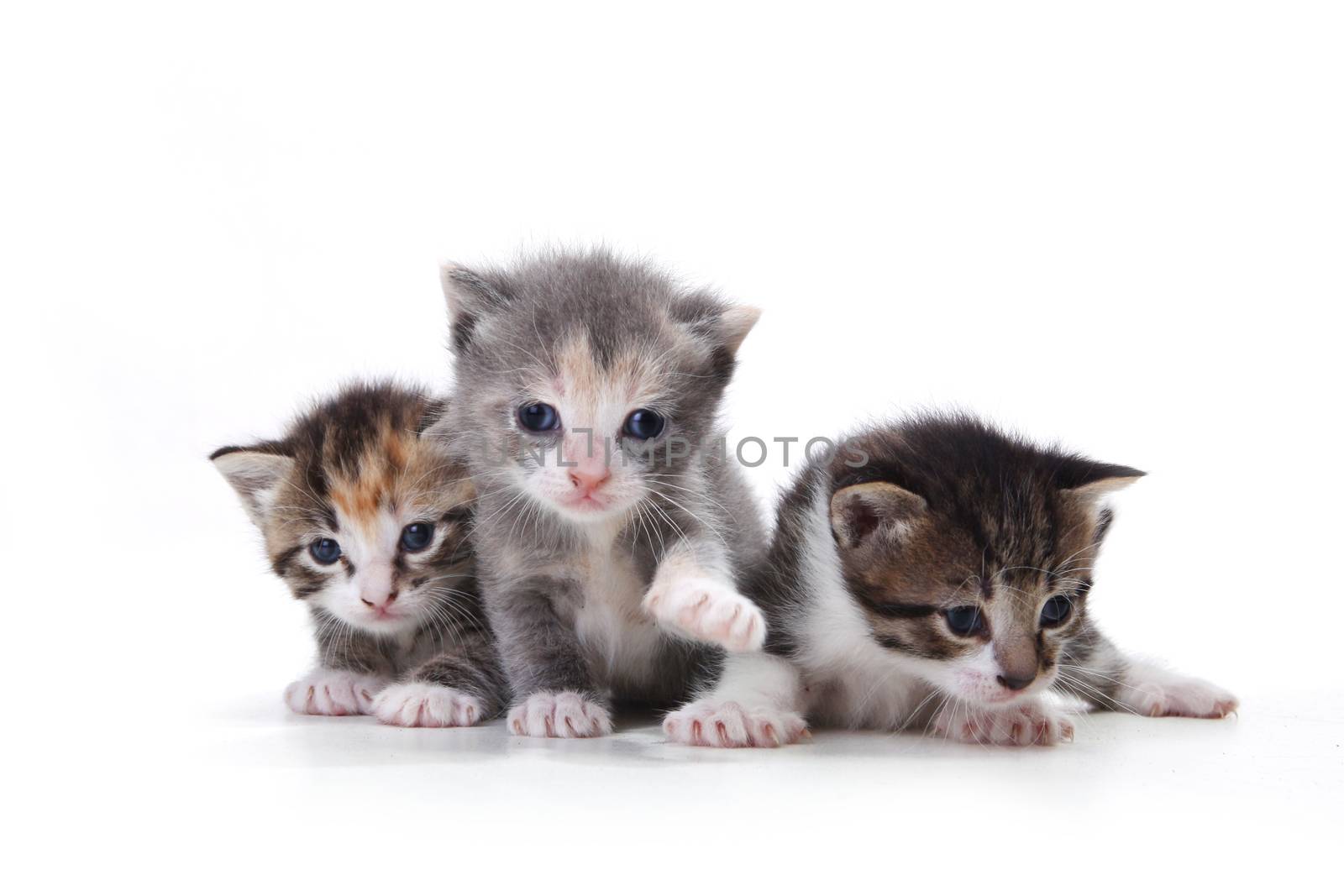 Three Adorable Newborn Kittens on a White Background