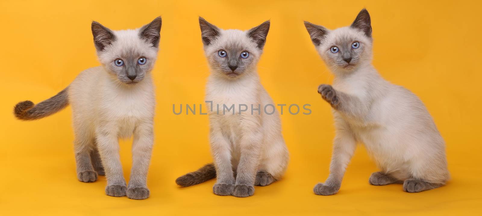 Siamese Kittens on Bright Colorful Background by tobkatrina