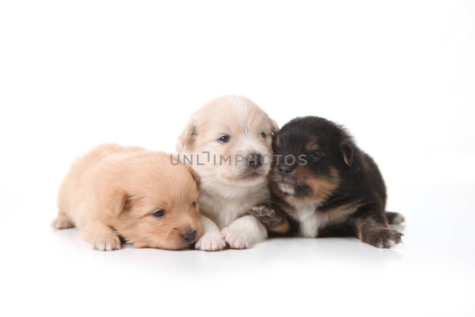 Three Pomeranian Newborn Puppies With Eyes Open by tobkatrina