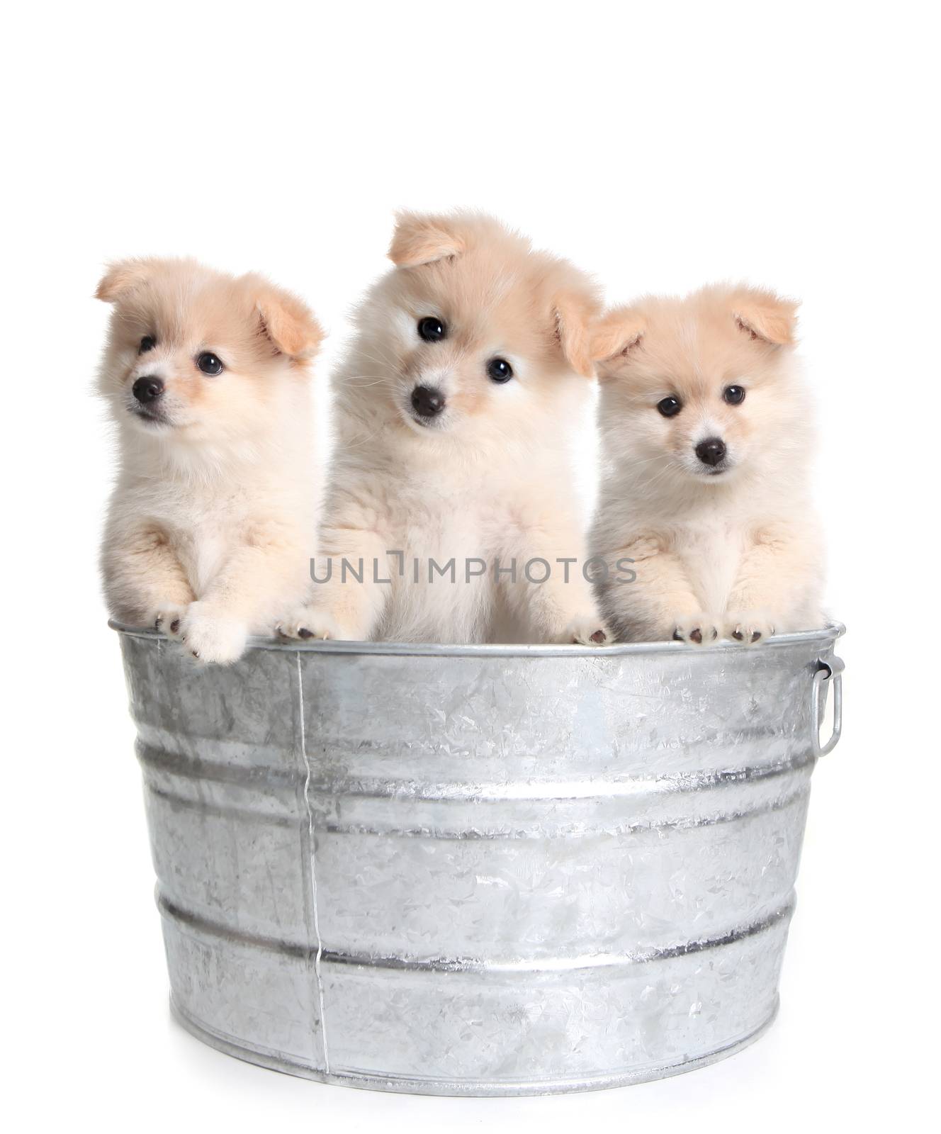 Cute Puppies in an Old Silver Washtub on White Background