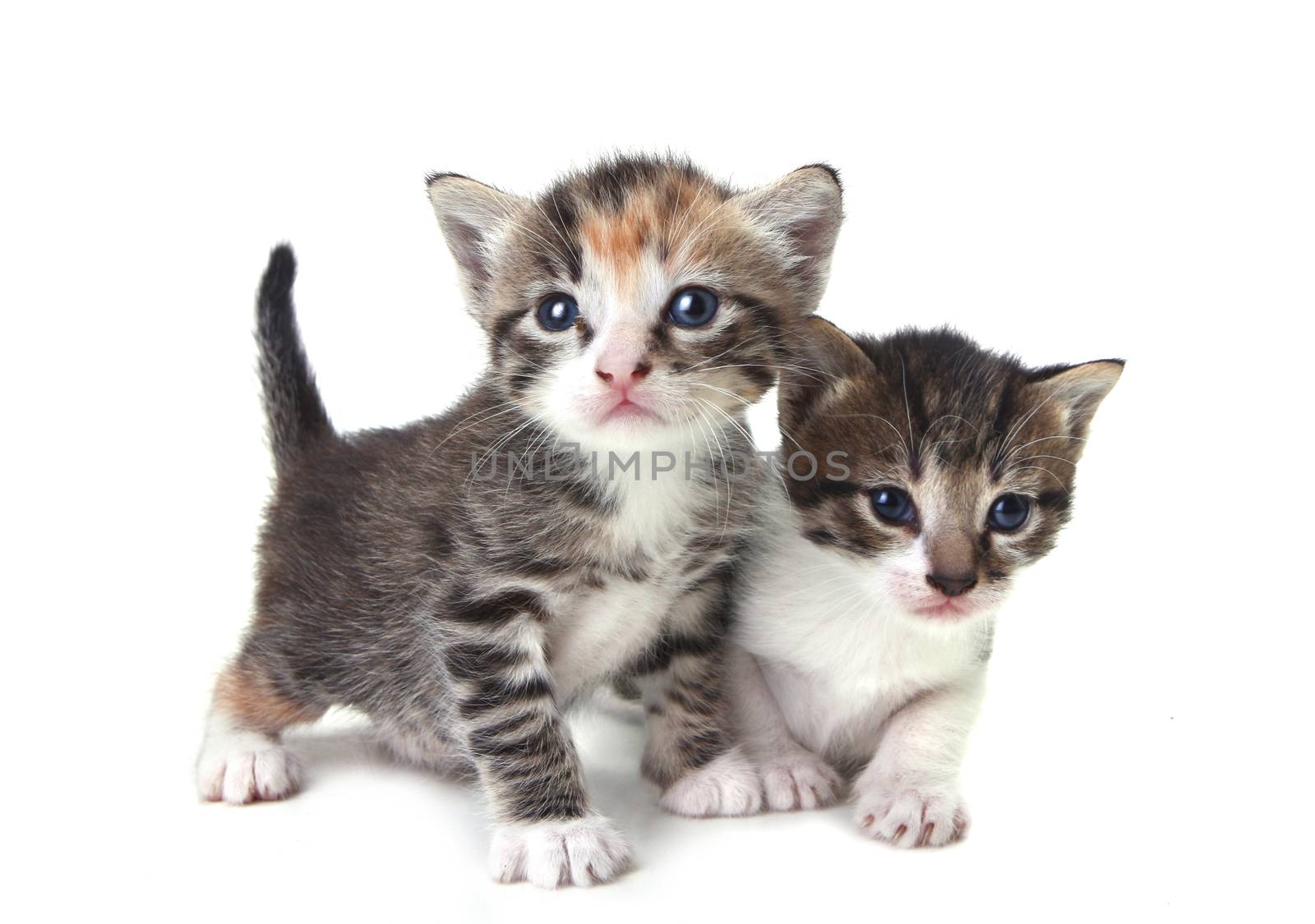 Cute Newborn Baby Kittens Easily Isolated on White by tobkatrina