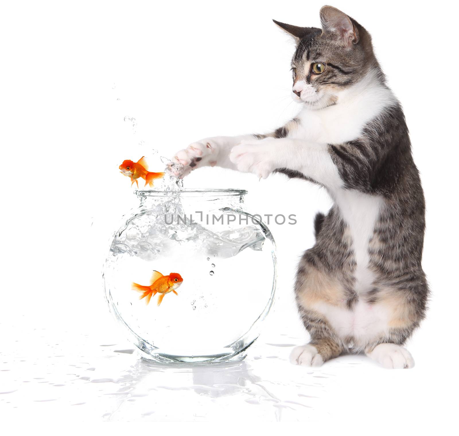 Cat Trying to Catch Jumping Goldfish  by tobkatrina