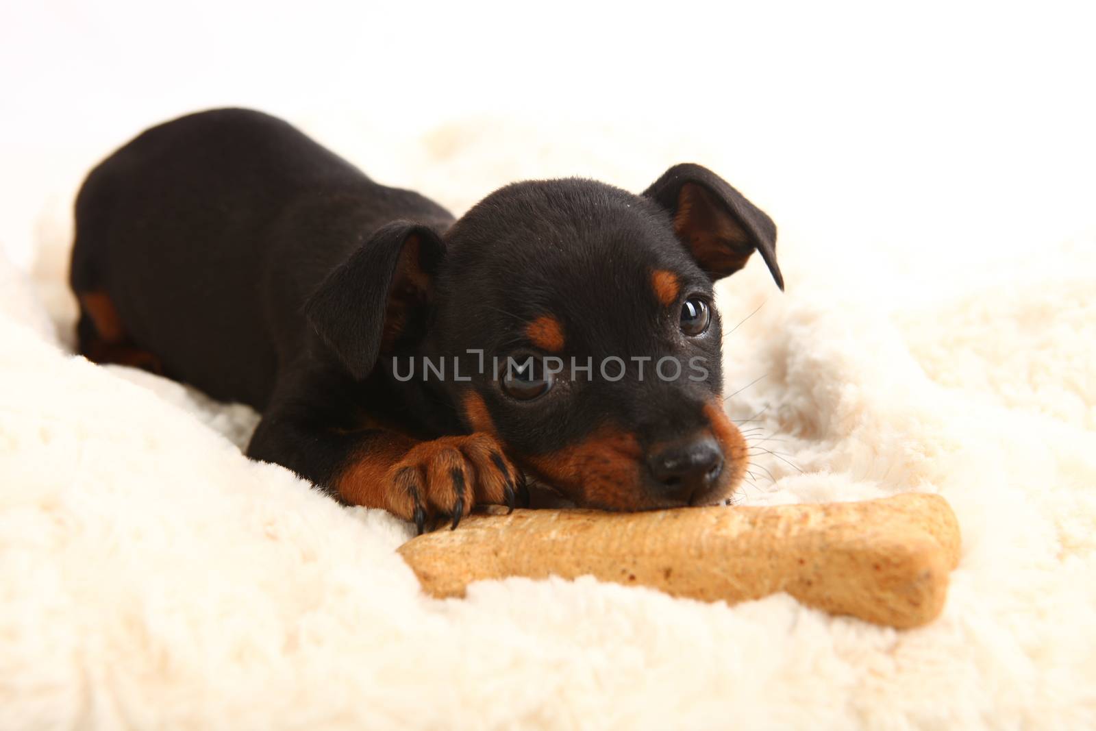 Adorable Miniature Doberman Toy Pinsher Puppy Dog on White Background