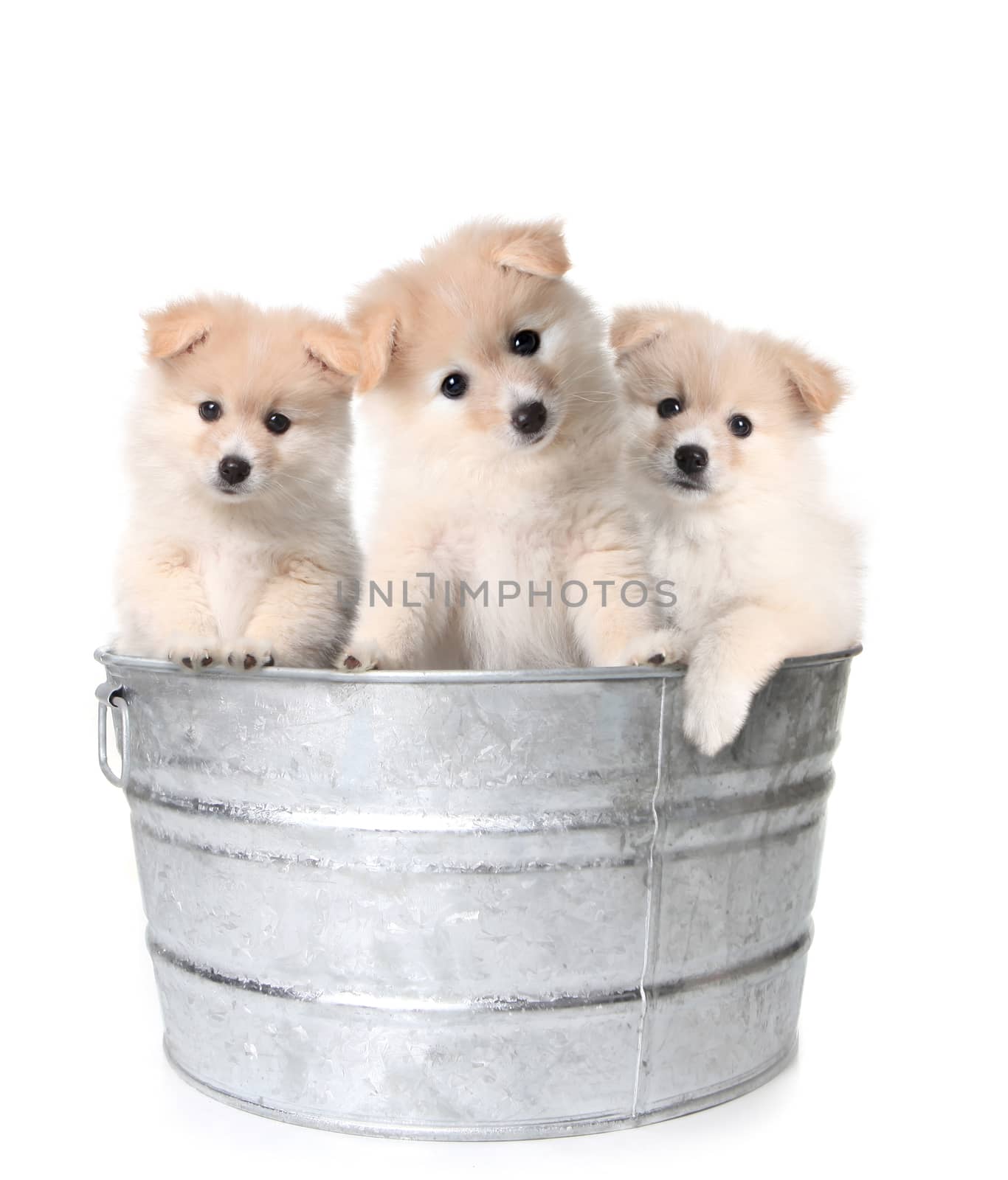 Trio of Adorable Puppies in a Washtub