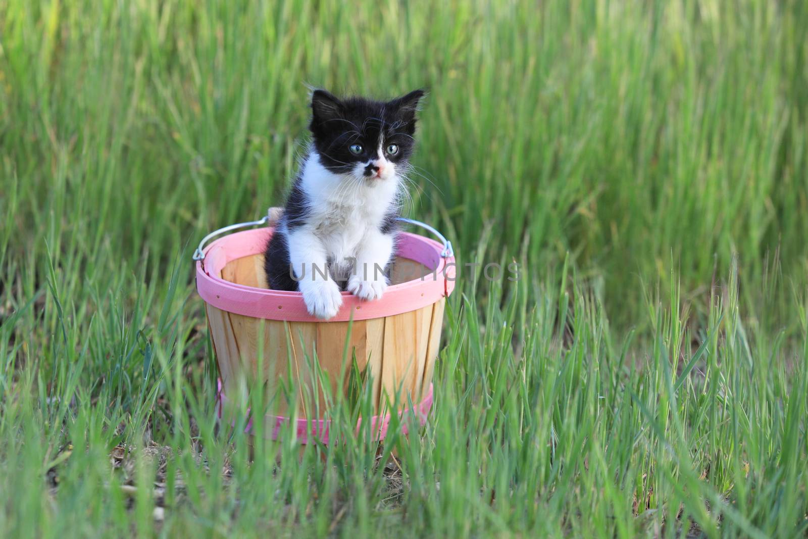 Adorable Kitten Outdoors in Green Tall Grass on a Sunny Day
