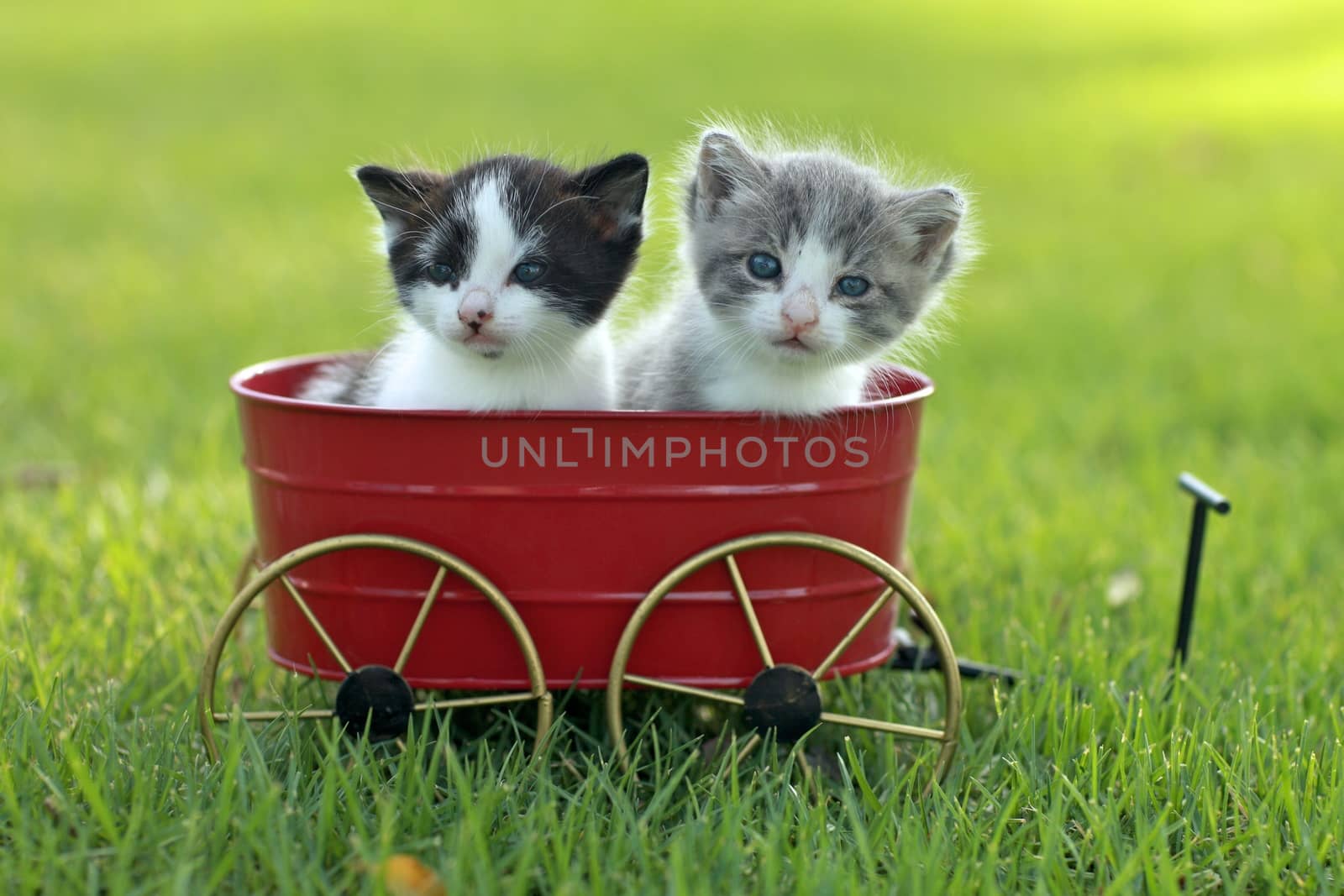 Kittens Outdoors in Natural Light by tobkatrina