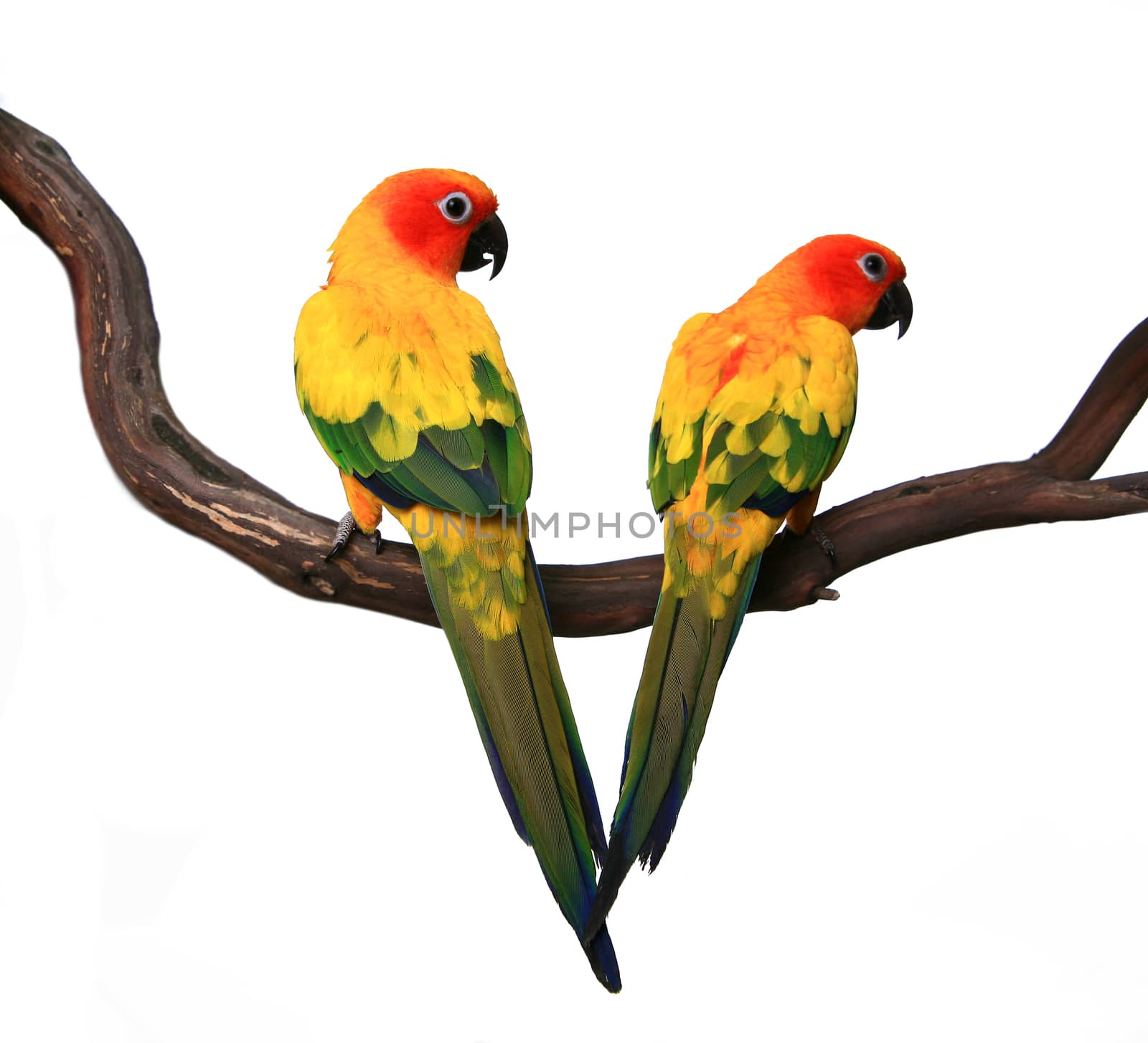 Two Beautiful Sun Conures on a Branch by tobkatrina