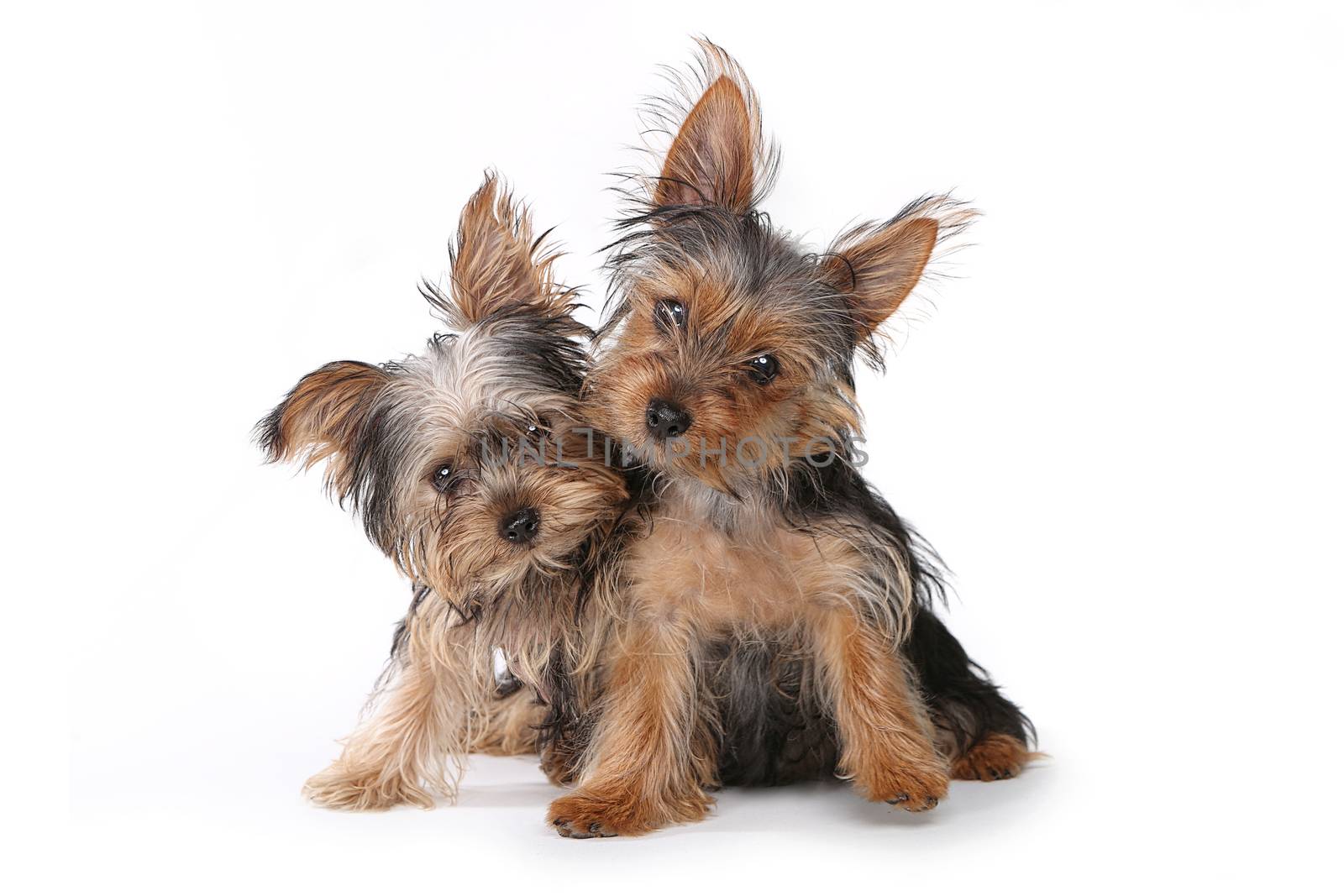 Tiny Yorkshire Terrier Puppies Sitting on White Background  