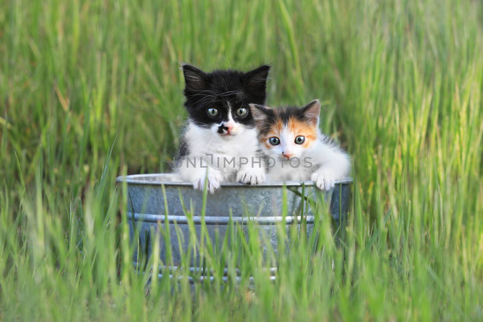Adorable Kittens Outdoors in Tall Green Grass in a Tin Bin