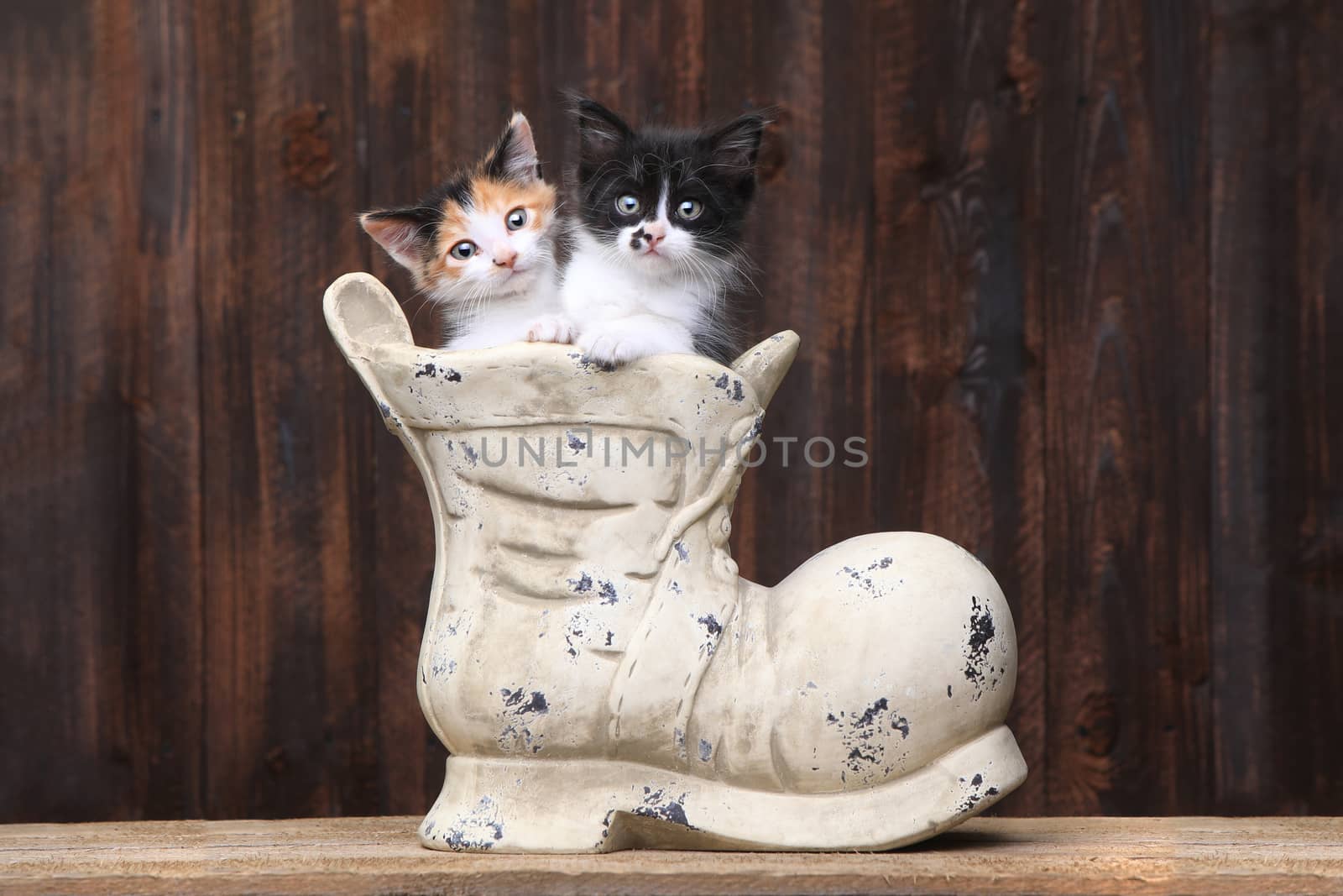 Adorable Kittens in an Old Boot Shoe On Wood Background by tobkatrina