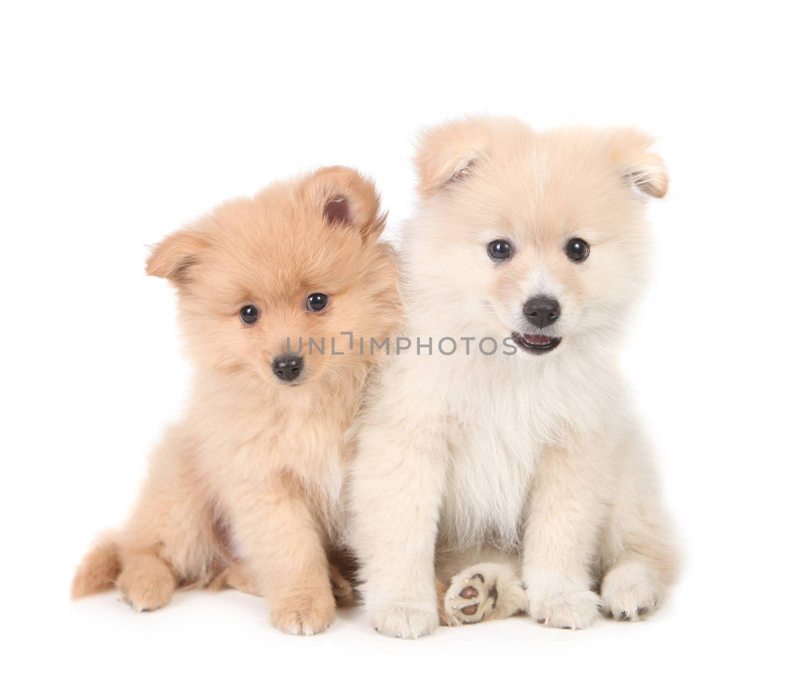 Happy Pomeranian Puppies Cuddling Together on White Background by tobkatrina