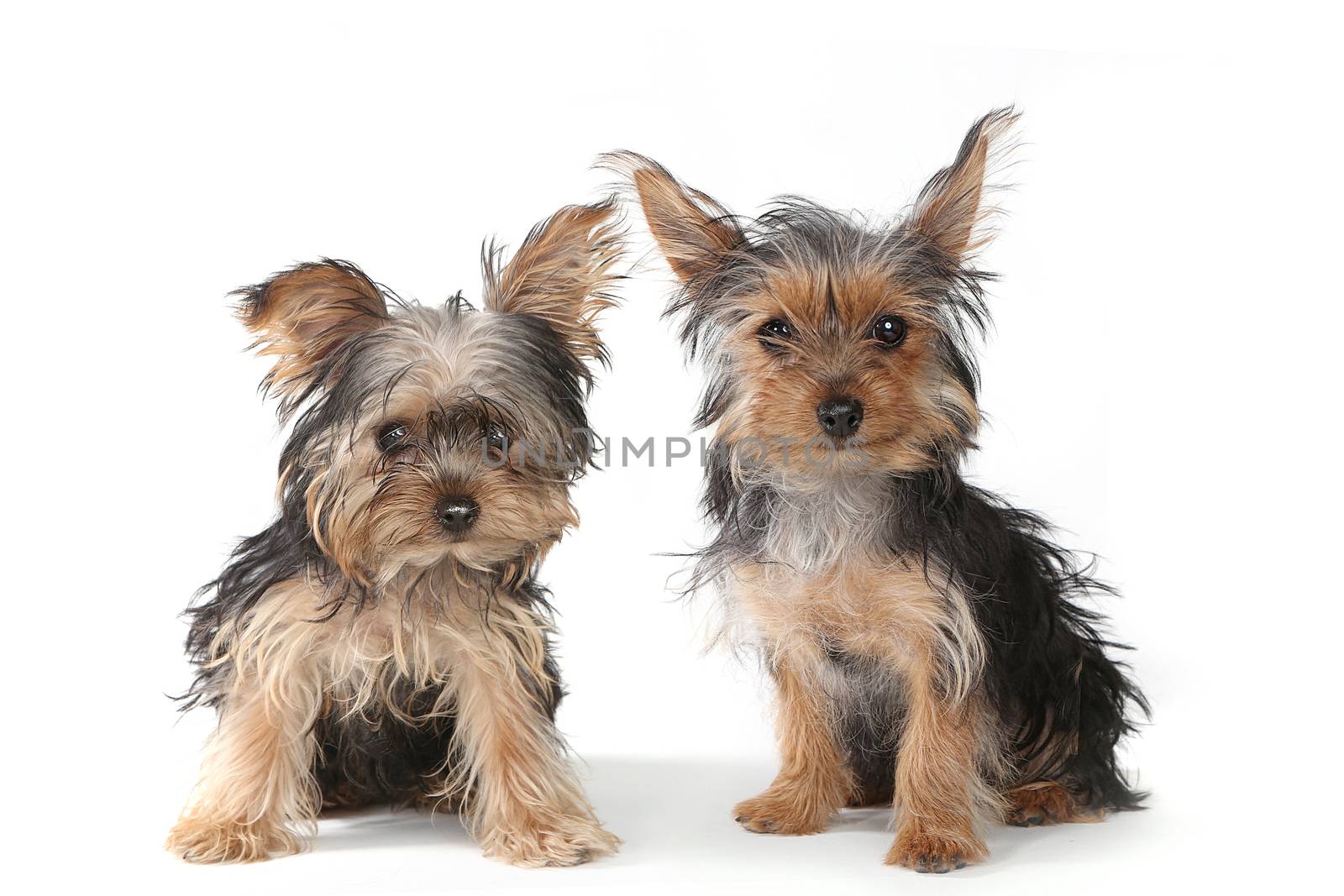Yorkshire Terrier Puppies Sitting on White Background   by tobkatrina