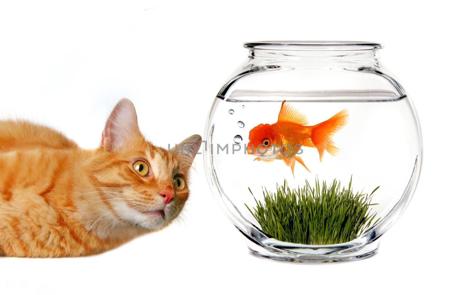 Orange Tabby Cat Mischievously Watching a Goldfish in a Bowl