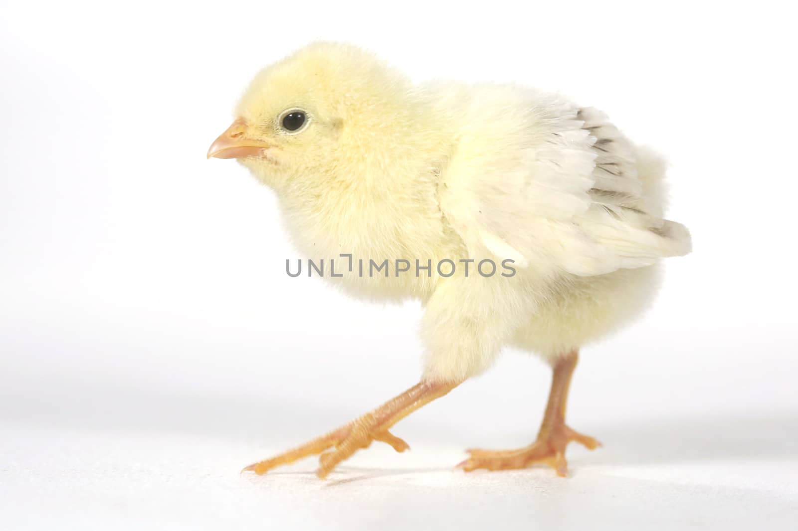 Cute Baby Chick Chicken on White Background