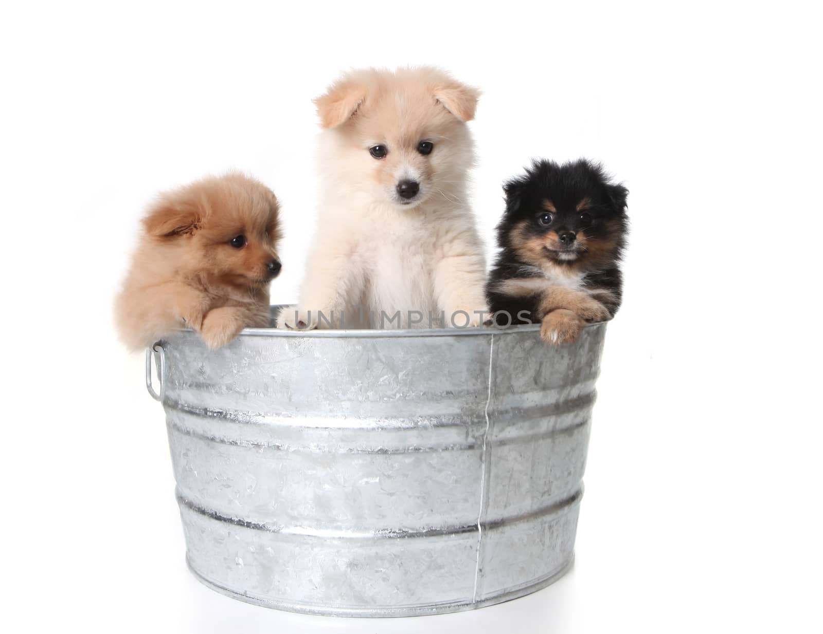 Three Cute Pomeranian Puppies in a Metal Washtub Hanging Out