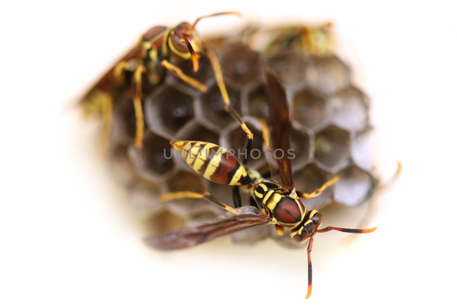 Two Wasps Making Their Nest  With Pupae