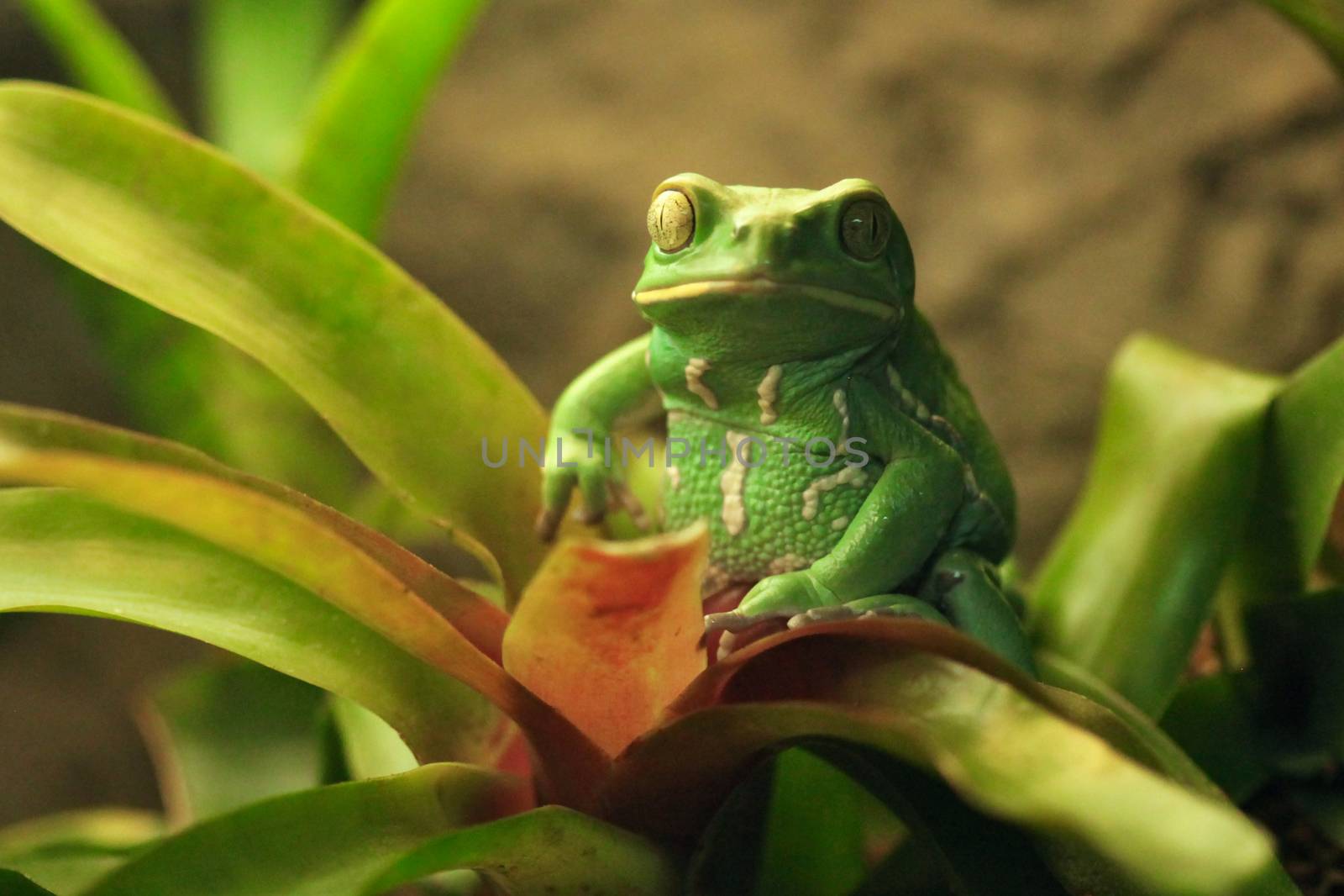 Green Waxy Monkey Frog Sitting on a Plant