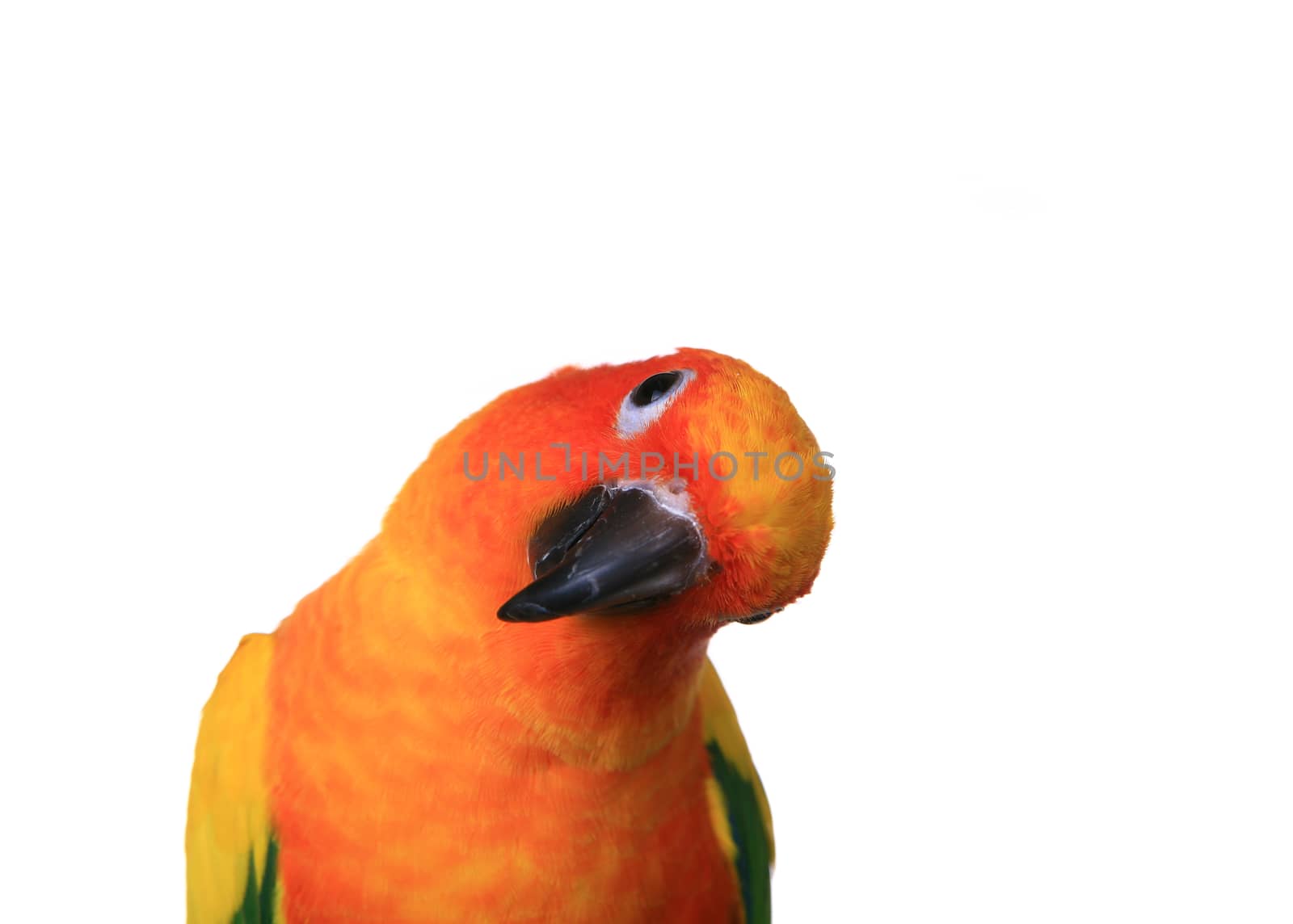 Bold Colored Sun Conure Parrot With Head Cockeyed