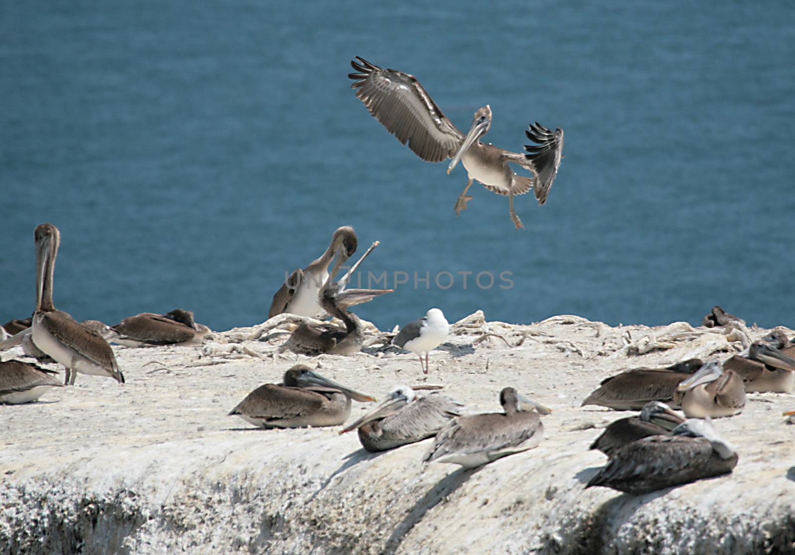 Wild Pelicans on a Cliff With One Returning to the Habitat