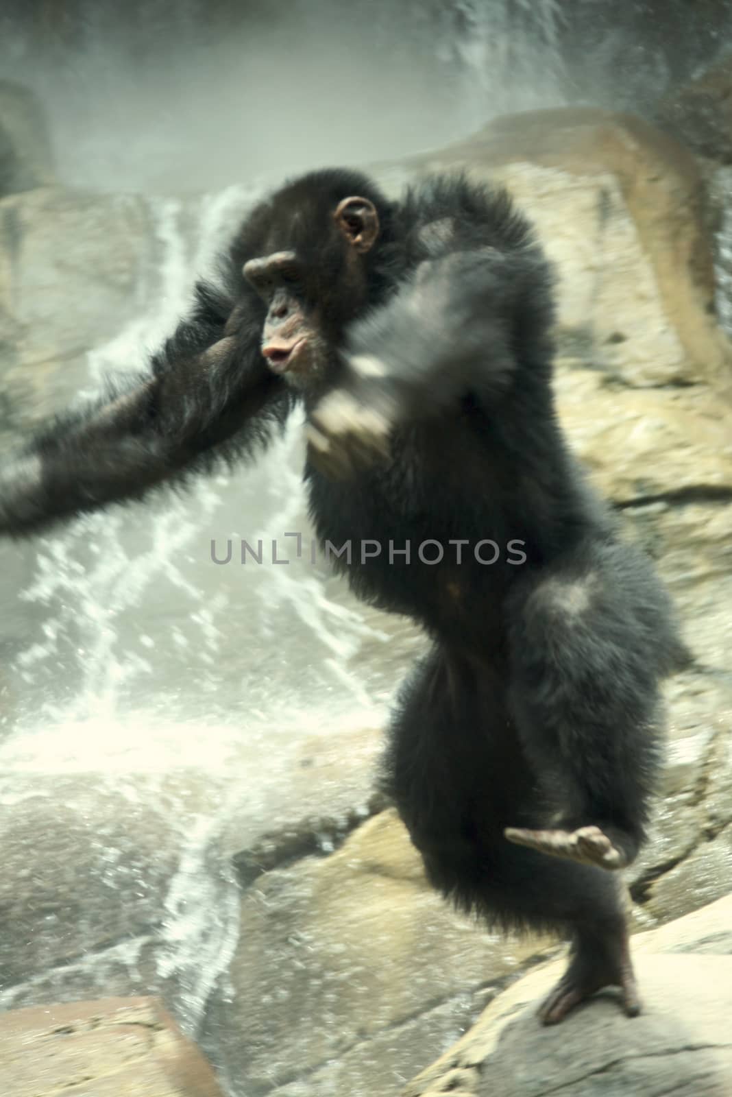 Wildly Jumping Chimp WIth Intentional Motion Blur